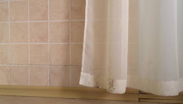Trusted Albion, MI Mold Removal Experts