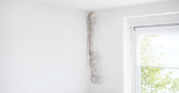 Best Emergency Mold Remediation  in Albion, MI