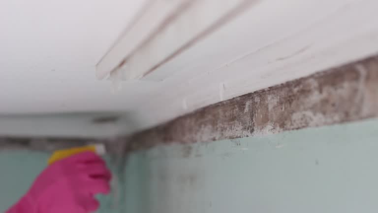 Mold Remediation for Vacation Homes in Albion, MI
